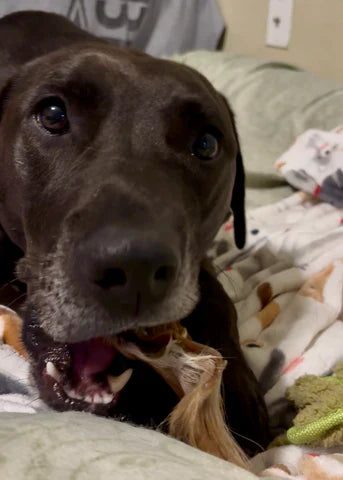 A dog working on a natural chew