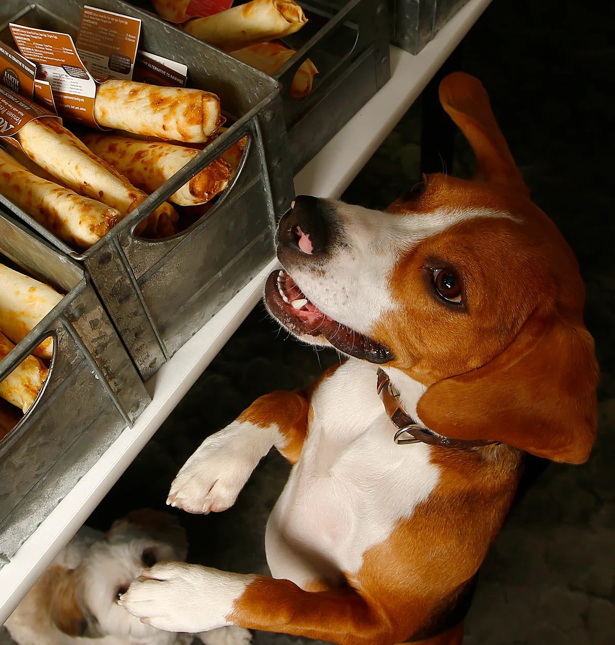 A beagle reaching up to the bulk treat bar at Fetch