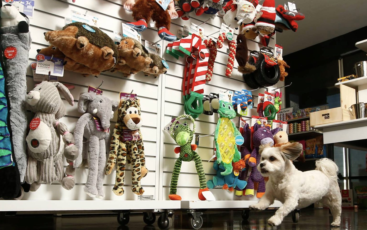 Inside Fetch — a wall of dog toys and a small dog browsing the aisle
