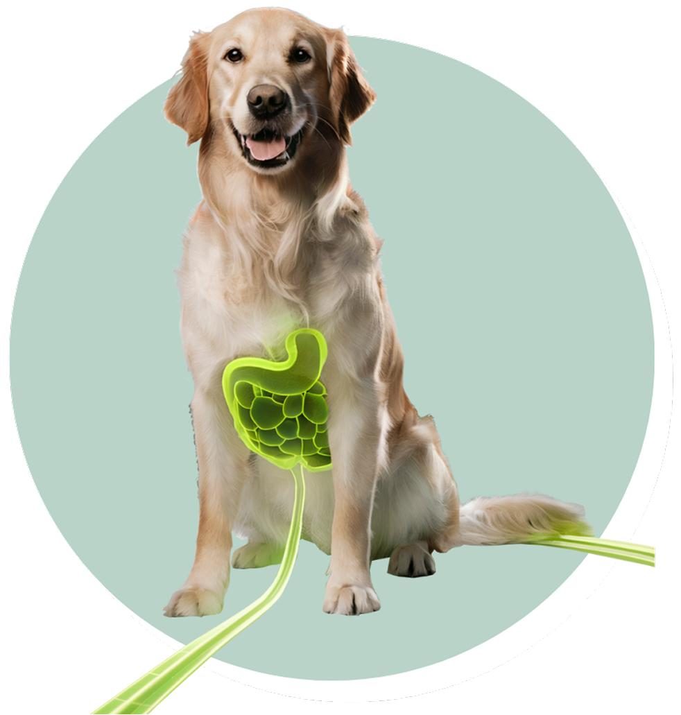 Illustration of a dog and its digestive system used in Fetch's gut health guide